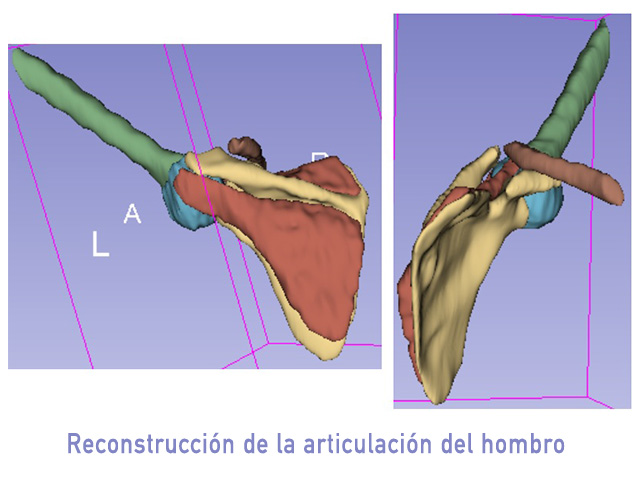 ibiomech