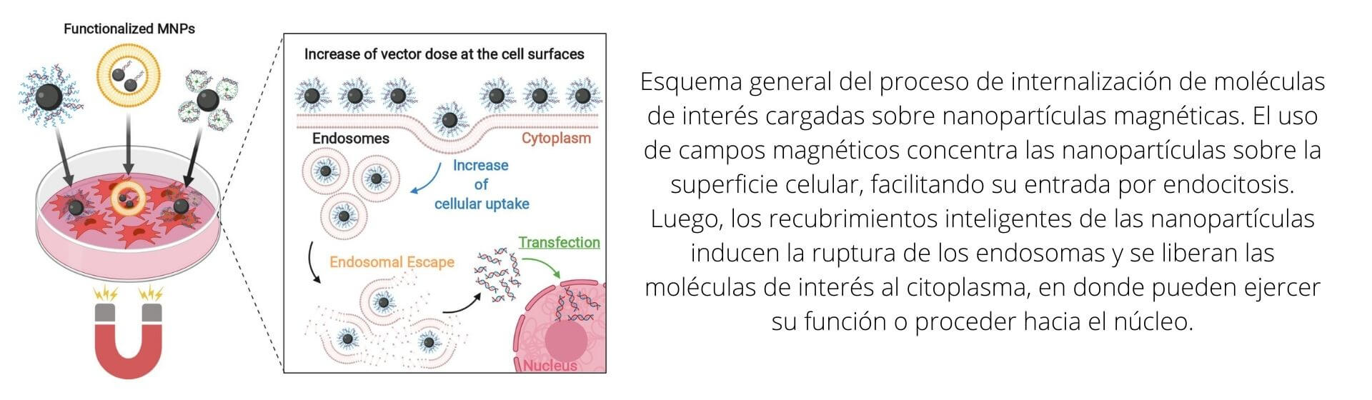 articulo ginib