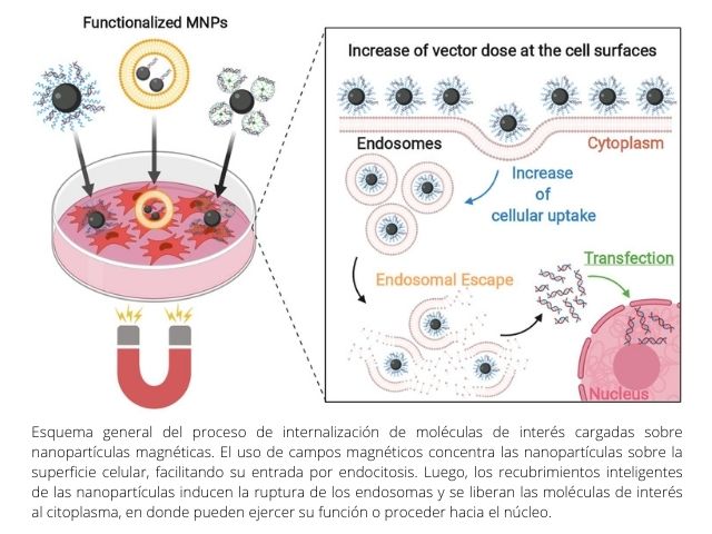 articulo ginib