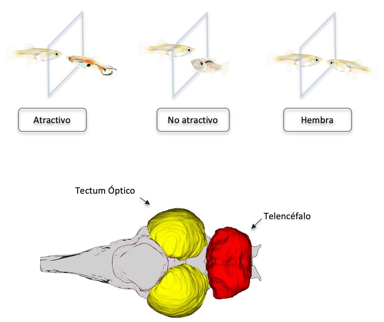 genomica de apareamiento