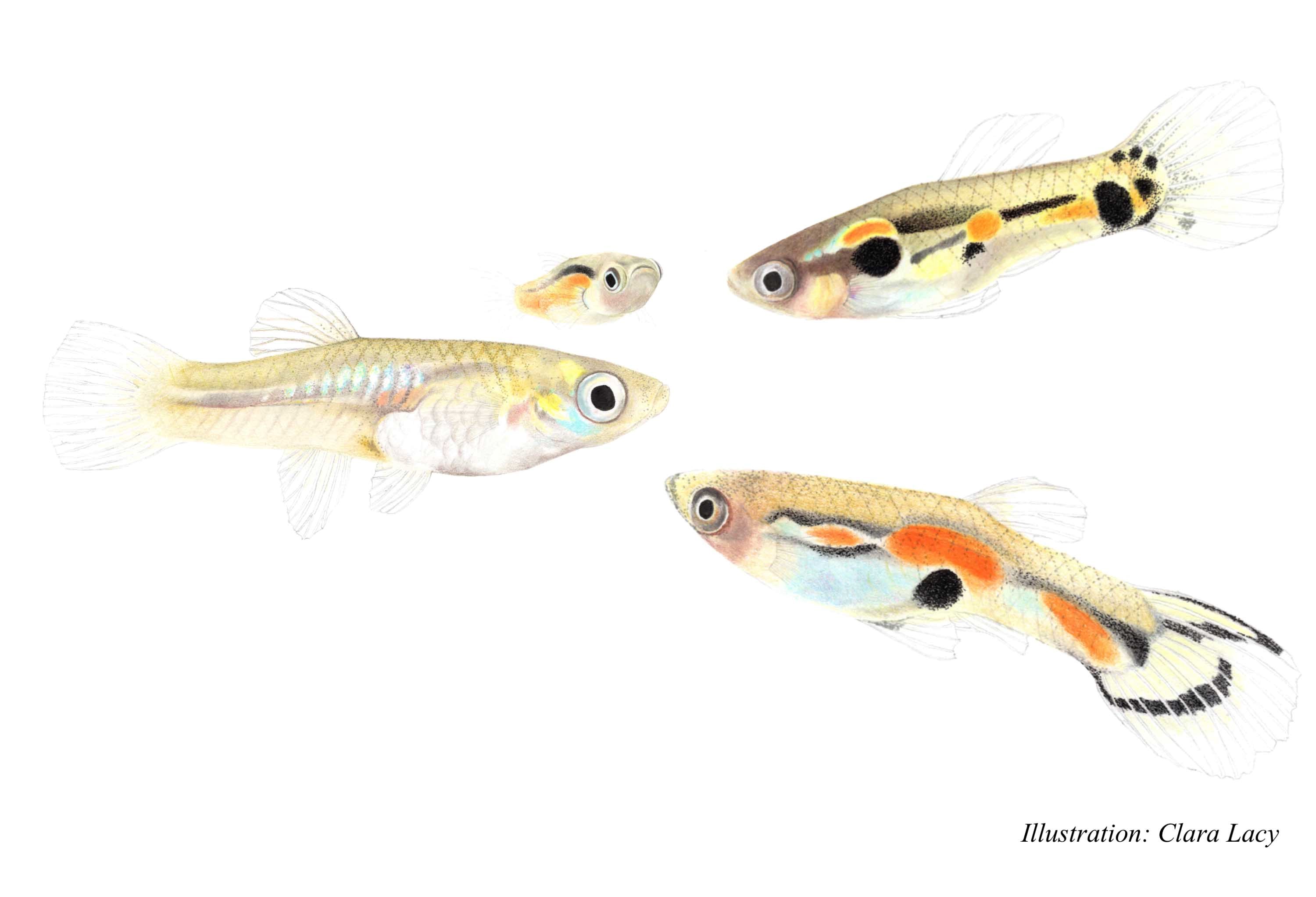 peces